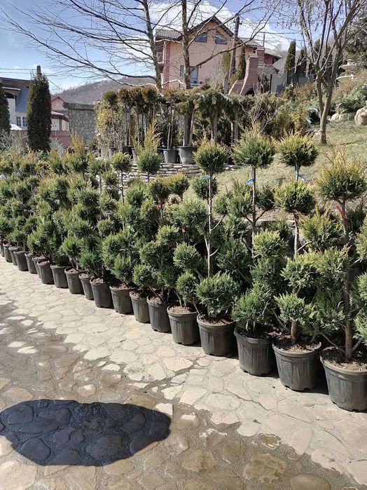 Tuia, Platan, Mesteacăn, Tei, Gazon