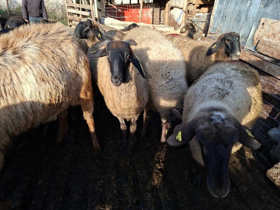 Vand 10 Oi tinere ( noatine )