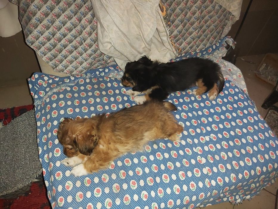 Donez căței pechinez,deparazitați,de 2 luni,doi băieți,și o fetiță.