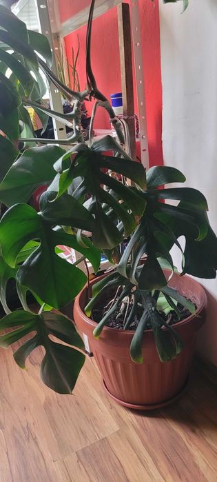 130см стайно растение