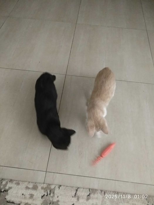 Маленький чёрненький малыш ищет любящего человека