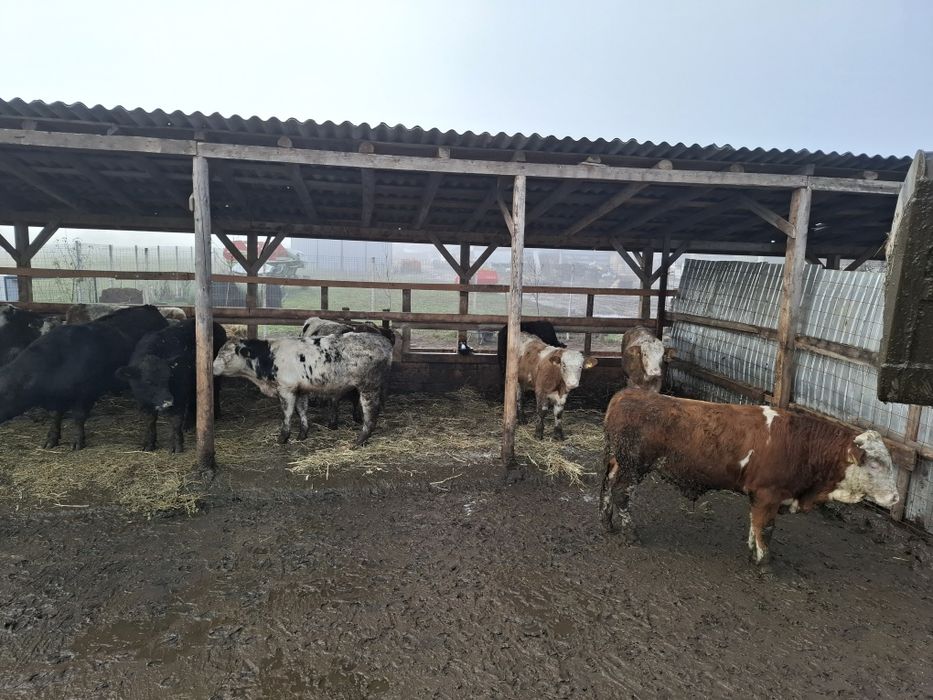 Vând taurasi calitate bună