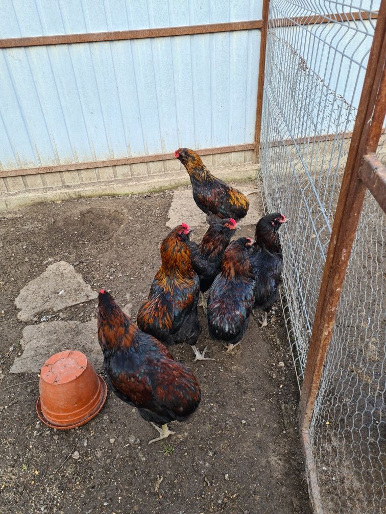 Cocoși araucana potârnichiul sălbatic,