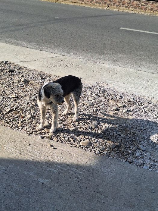 Donez catelusa speriată!