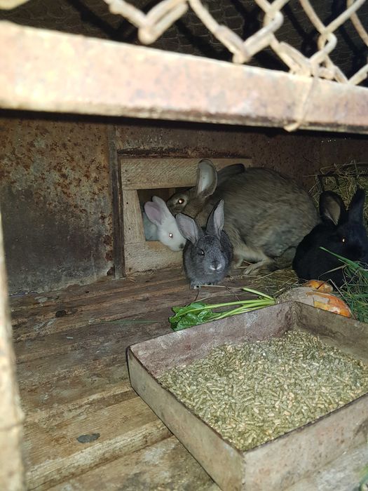 Iepurită cu 6-7 pui