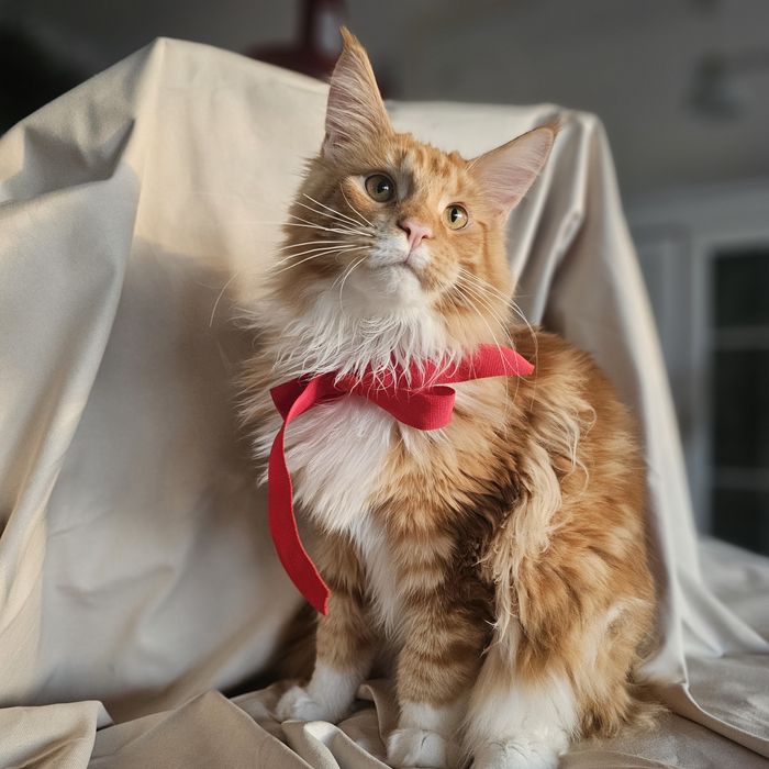 Pisoi superb, mascul – roșu tigrat cu alb, 5 luni