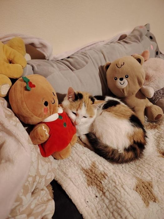 Spre adopție 2 pisicuțe surioare, zona Deva