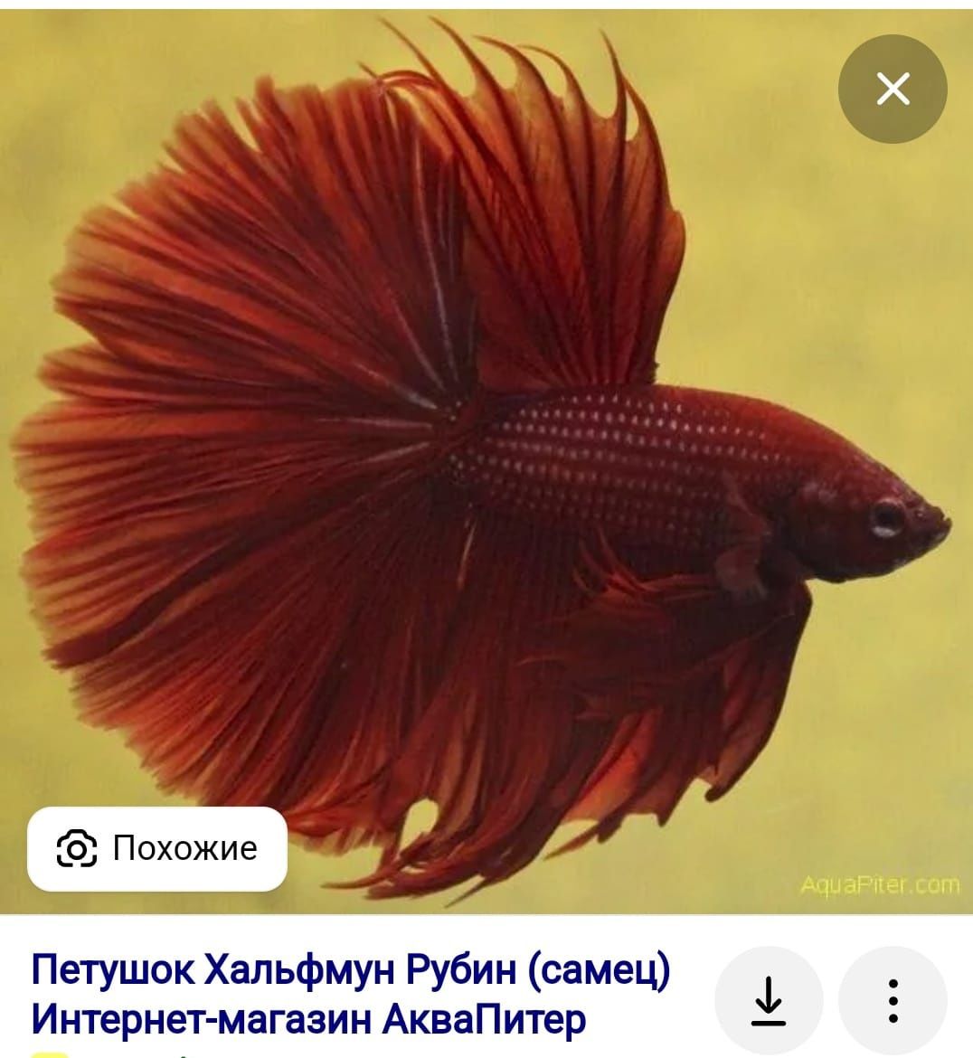 Добавляйтесь в группу Вацап аквариумисты кокшетау