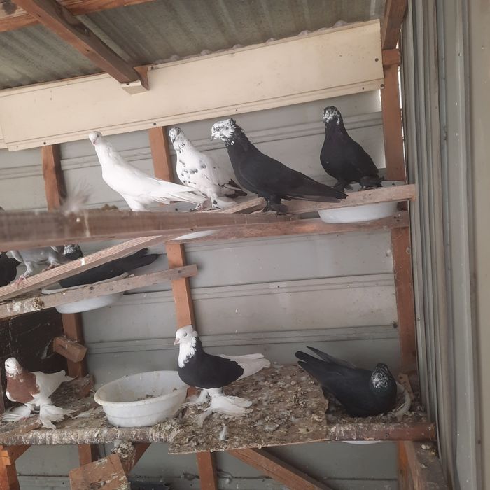 Хаммаси сотилади, танлаб олсиз нархларини келишамиз