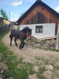 Vand manz de 10 luni jumătate, în poze  se vede și mama lui