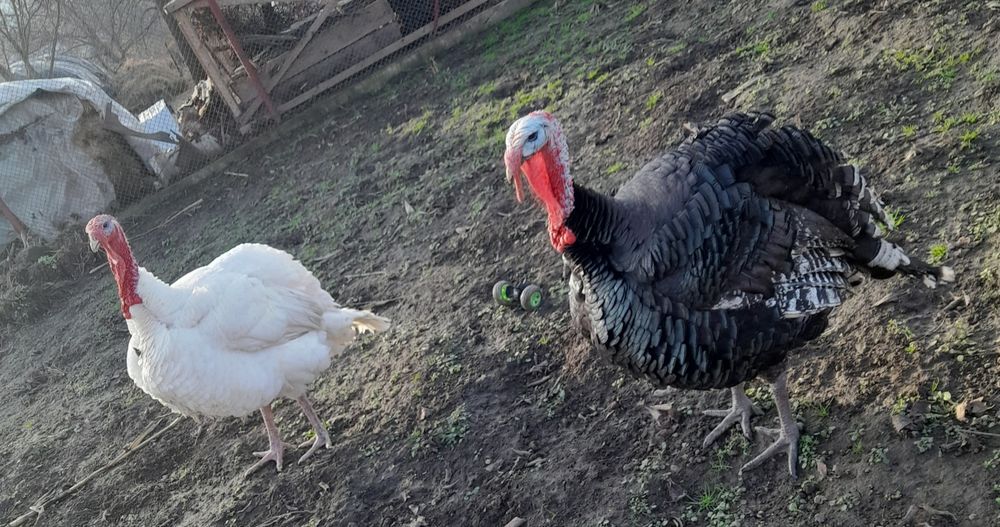 Vând 2 curcani alb și negru