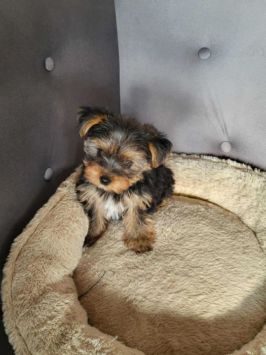 Мини йорки търси любящо семейство