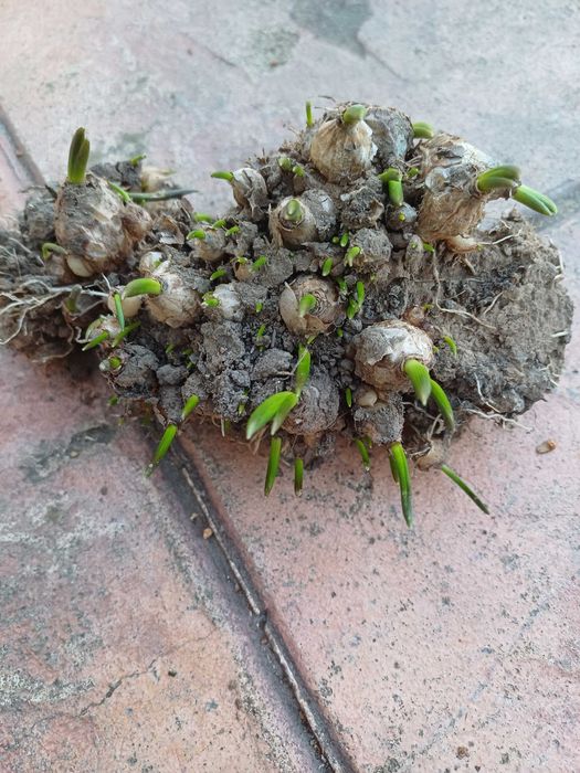 Bulbi Muscari Necleptun