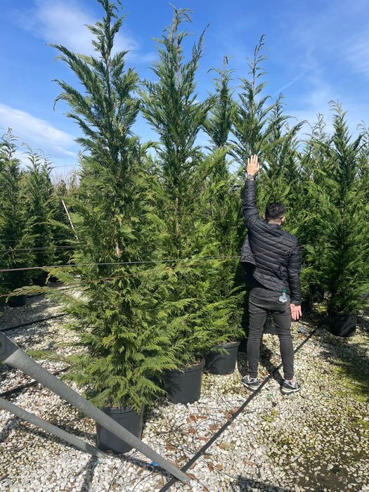 Leylandy calitate extra toate dimensiunile