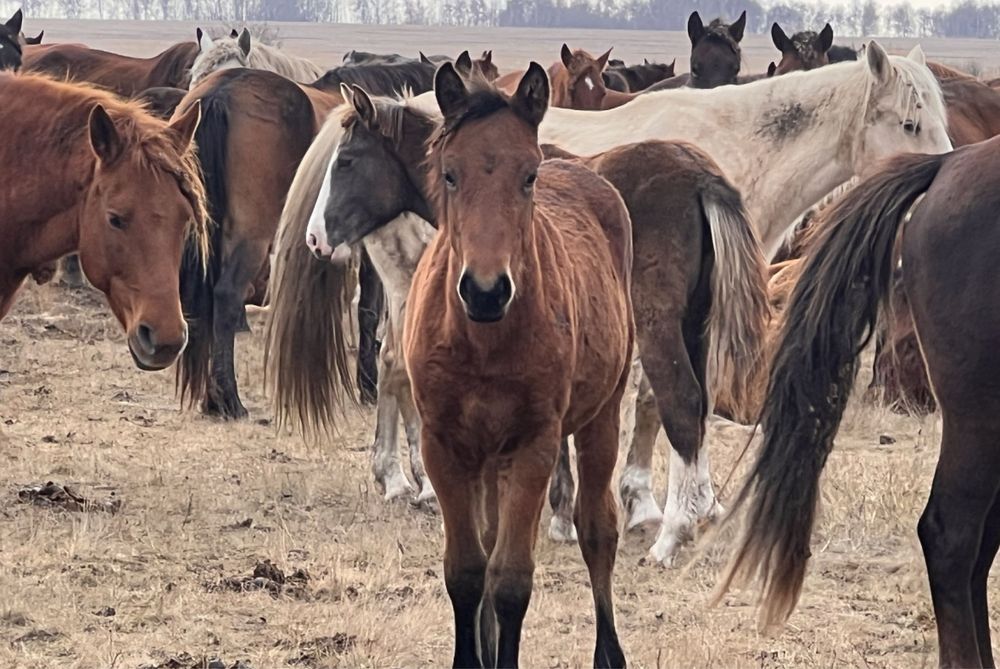 Жабағы сатамын 7-8 айлық күйі жақсы.