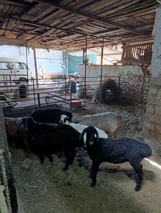 Qoylar 3400 milondan boshlanadi