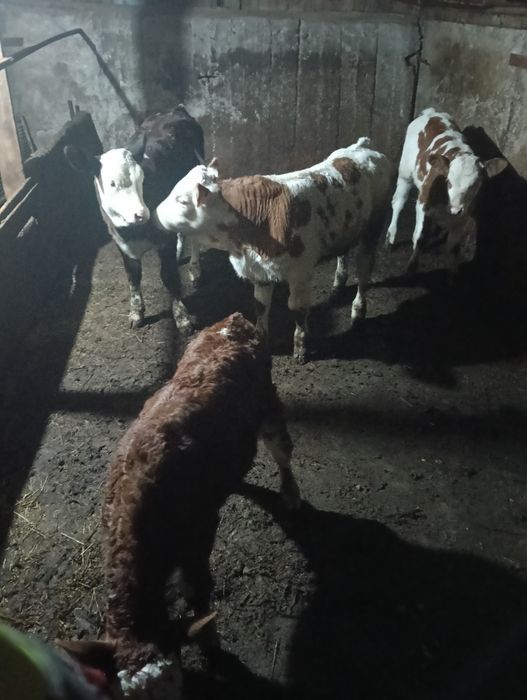 viței foarte frumosi