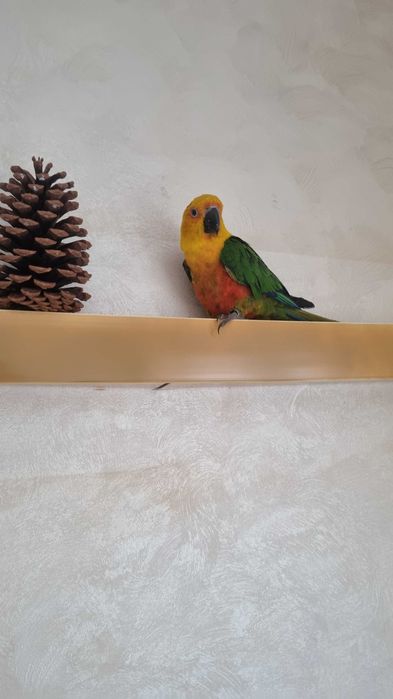 Pereche Papagali Aratinga 3 ani