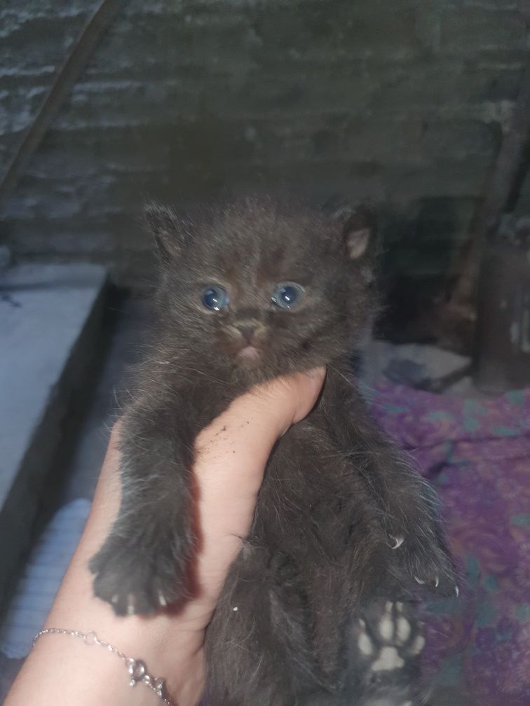 Пародистие котяти отдам в хорошие руки