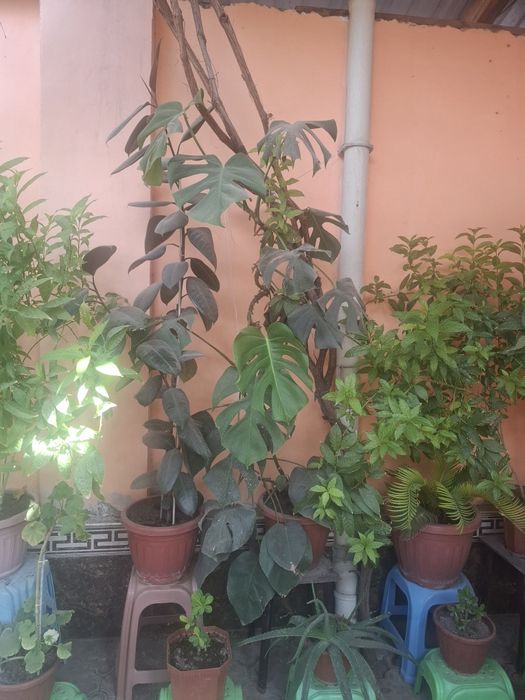 Гуллар катта хаммаси