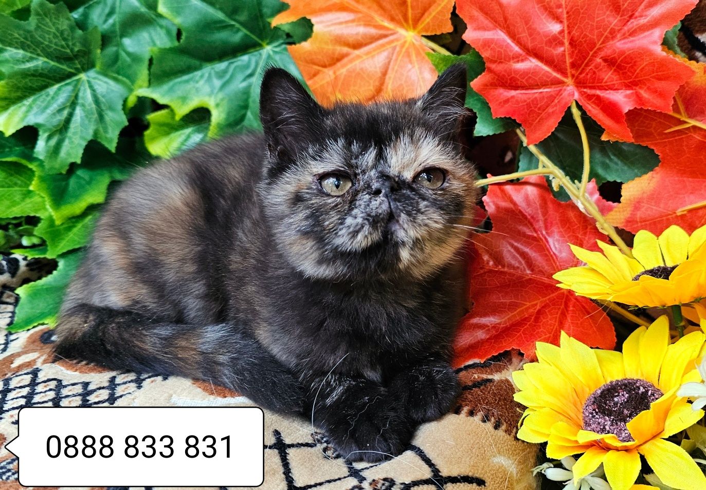 Персийско екзотично котенце