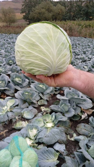 Varză de vanzare
