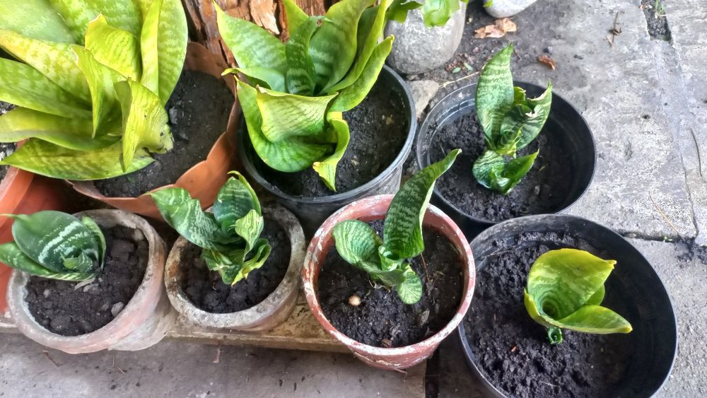 Vând flori de apartament, flori de cameră, sansevieria