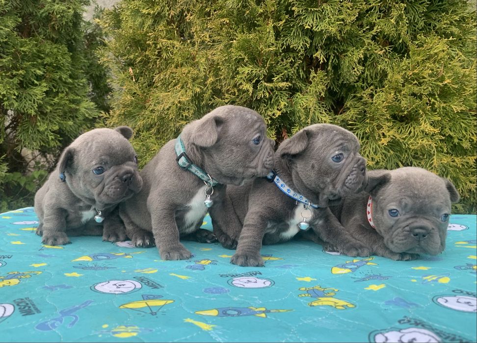 Френски Булдог French Bulldog Blue