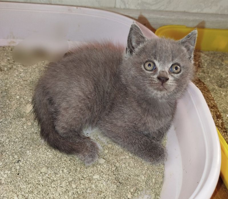 Продаются котята скоттиш страйт