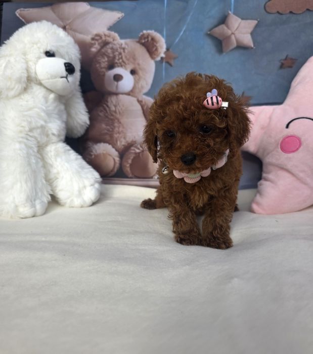 Той пудел/Poodle toy/Момиче с документ за произход