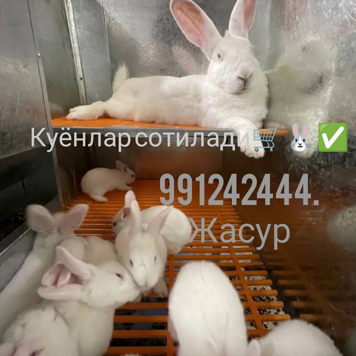 Hikol quyonlari sotiladi