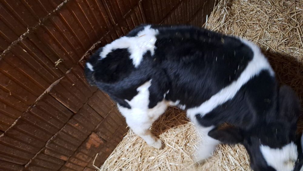 Vând vițel bălțat Pe negru nu Holstein