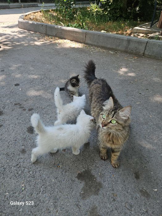 Отдам котят в хорошие руки