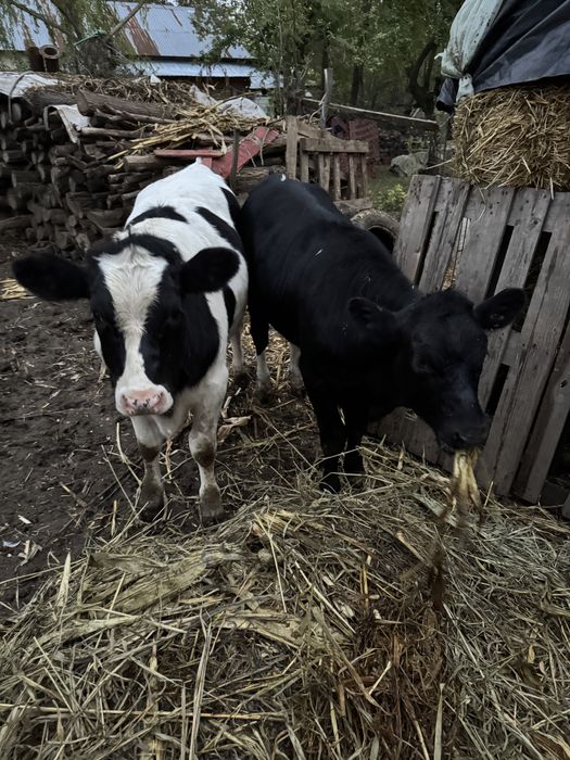 2 Vițele cu varste de 5,6 luni
