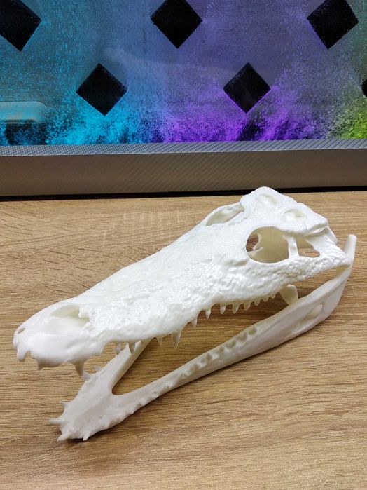 Череп Нильского крокодила 3D модель