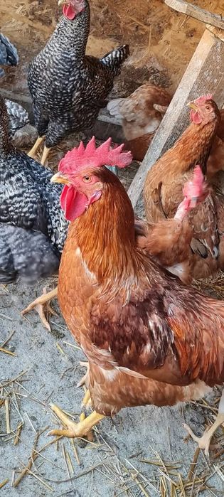 Pasari de curte disponibile,în viu și taiate