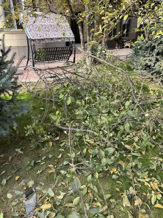 Дрова заберите бесплатно