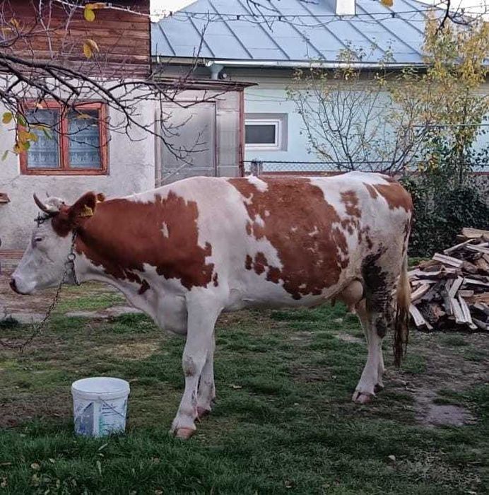 Vaca bălțată româneasca