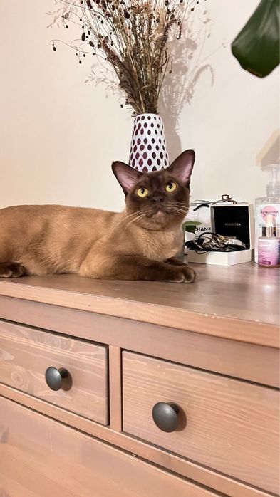 Европейская бурма бурмы бурманы