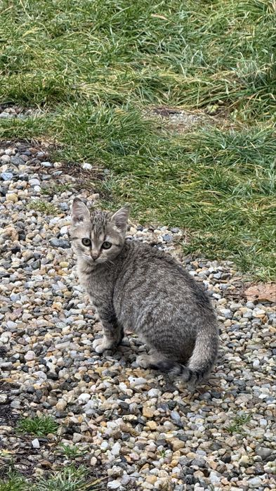 Pisici pentru adoptie