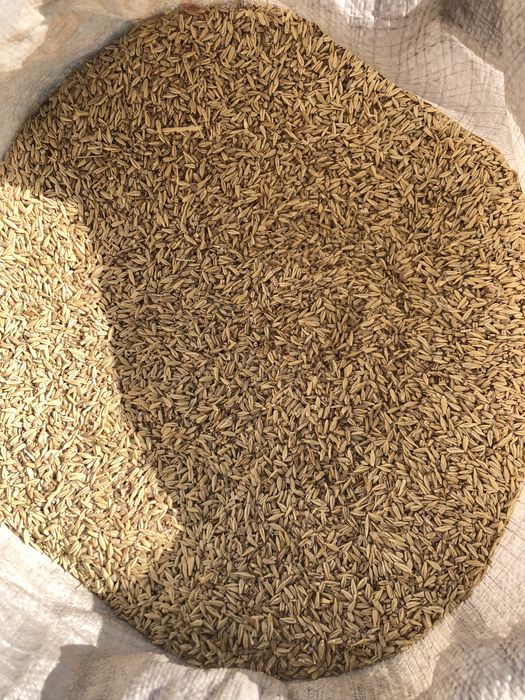 Продаю Фуражный Ячмень. (Меркенский район)