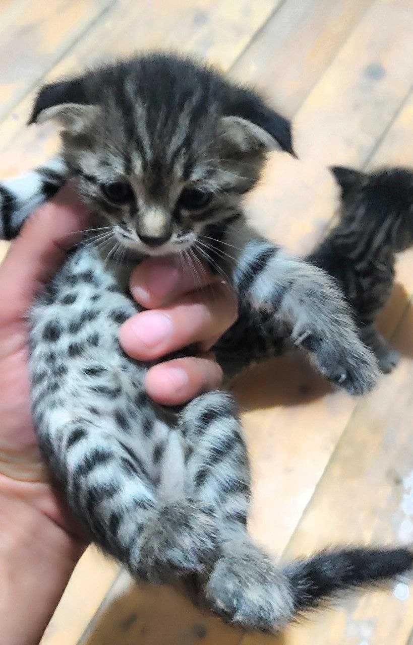 Котята от мамы вислоухой кошки. Отдам даром.