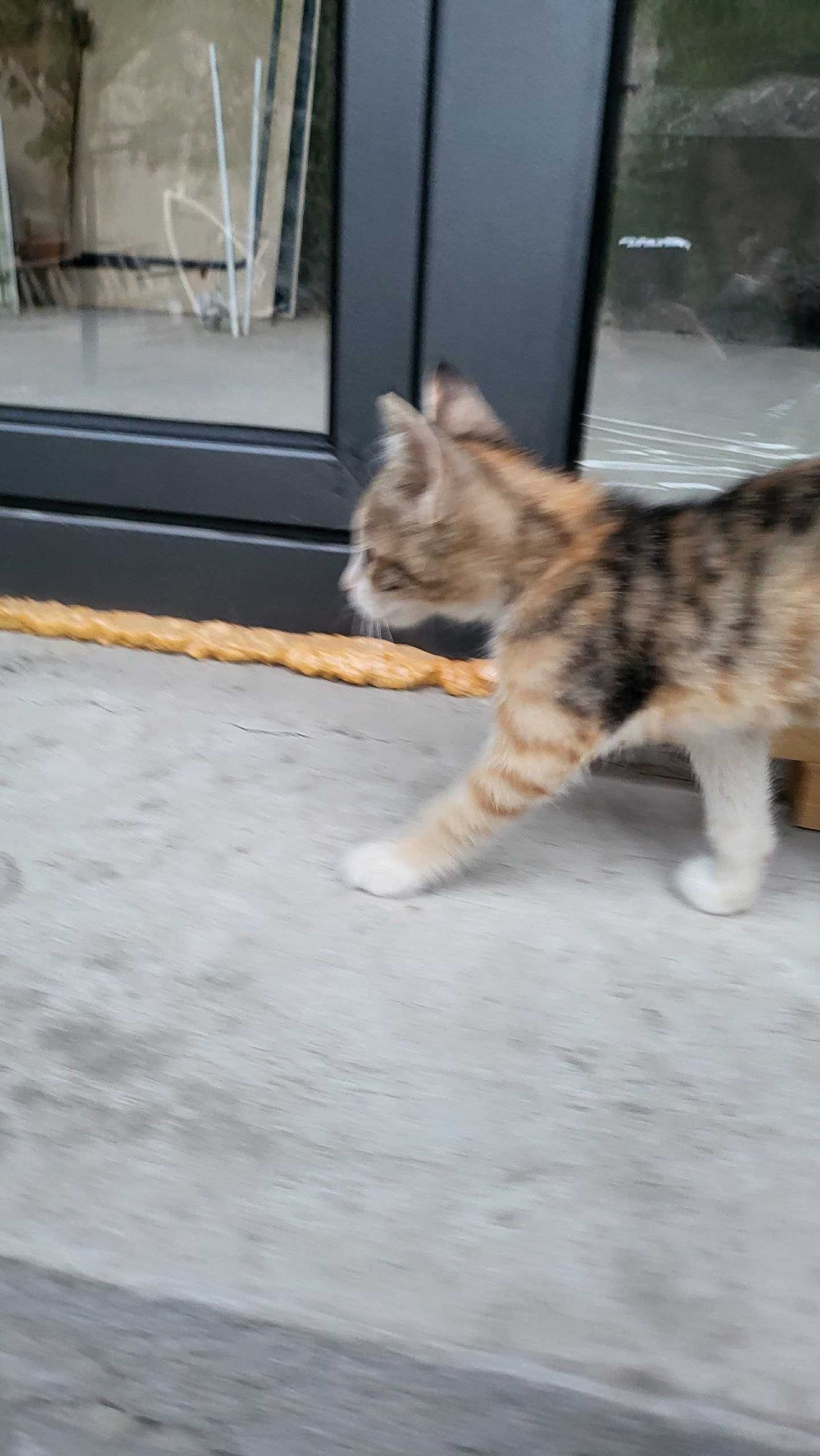 Милые Котята! Отдам милых котят в добрые руки (3 малышей)