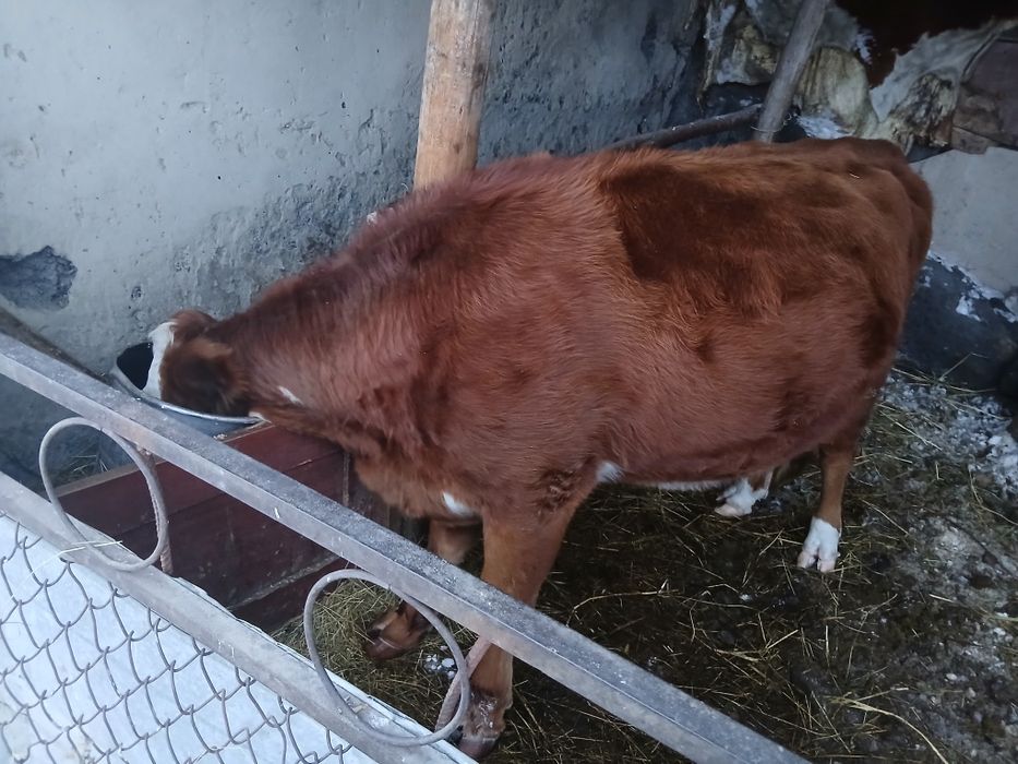 Соғым сиыр сатылады