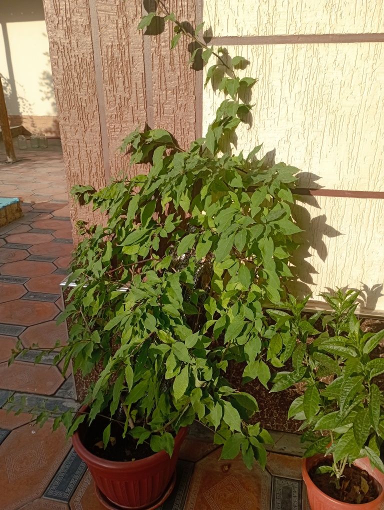 Xona gullari, xona oʻsimliklari, sheflera, qora shaxzoda. Gullar