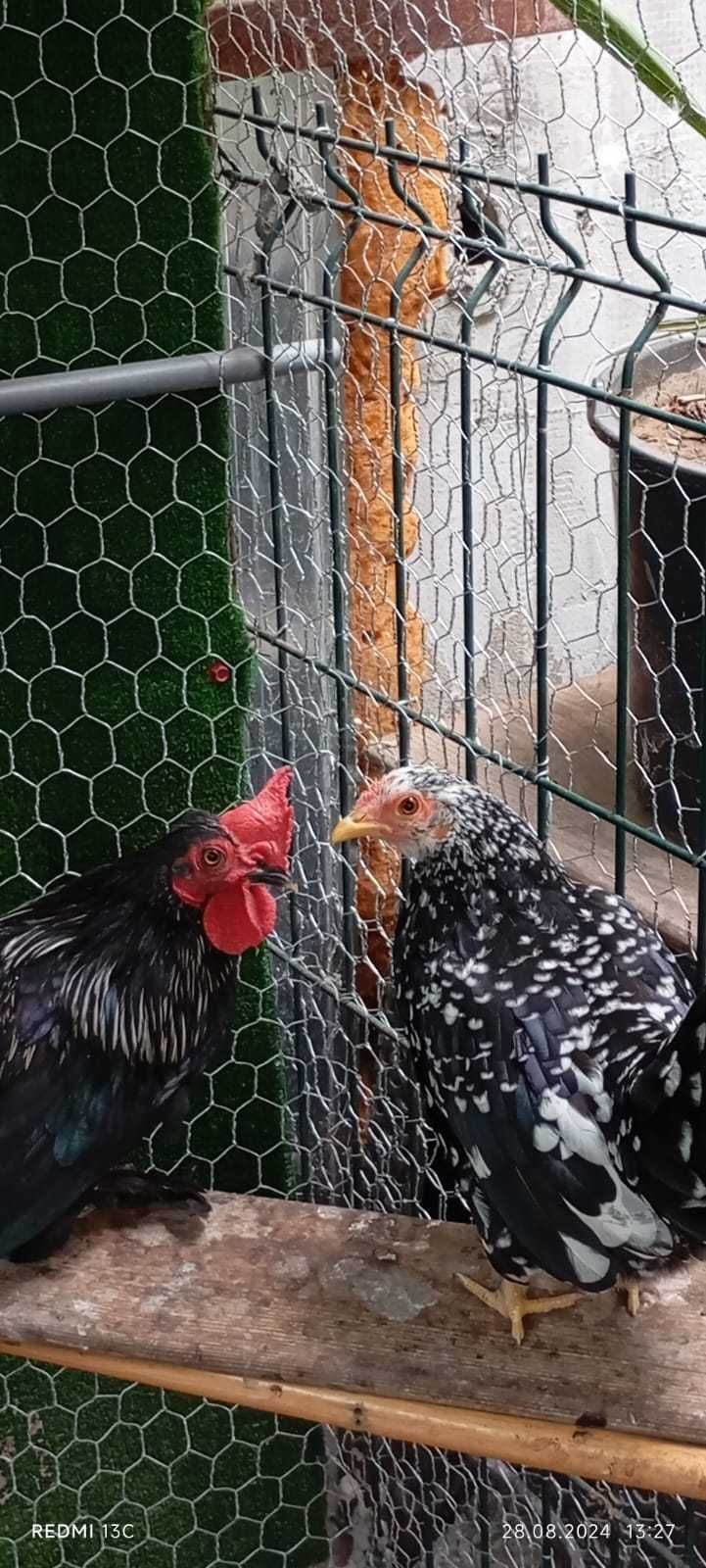 Vând cocosi pitici