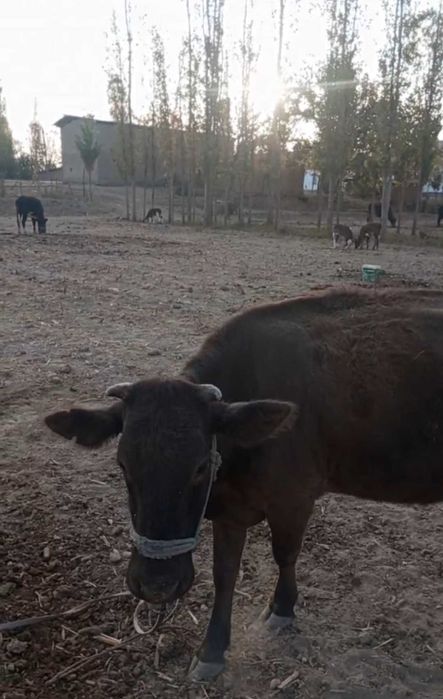 Sog'in sigir sotiladi. Bolasi urg'ochi 2 yarim oylik. Yeb ichishi zo'r