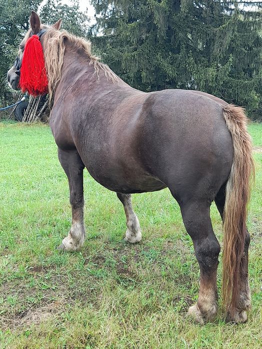 Vând iapă semi grea