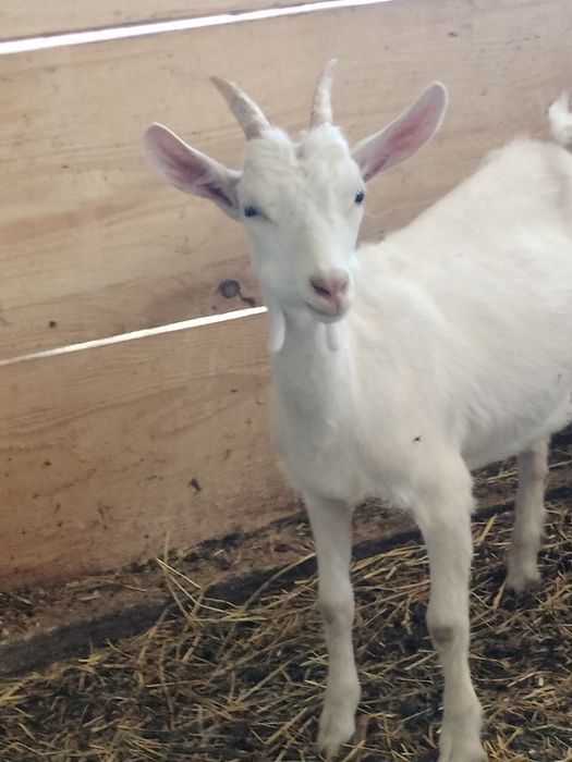 De vânzare 4 iedite saanen