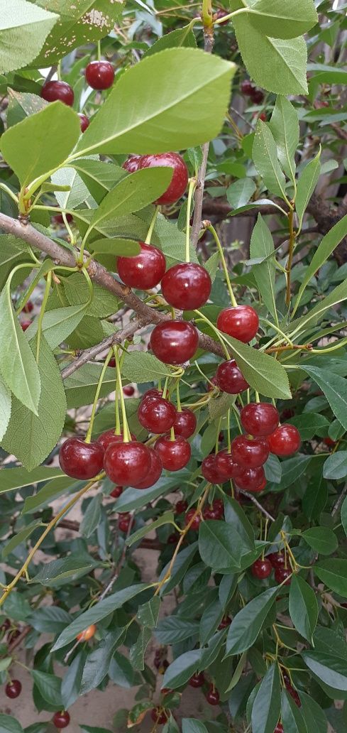 Продам вишню домашнюю